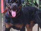 Rottweiler Male Dog for Crossing