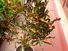 Crotons Plant