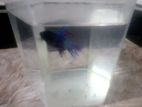 Crown Dial Fighter Fish
