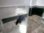 Crowntail Fighter fish