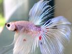 Crown Tail Veil Cross Breed Sakura Betta
