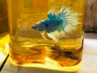 Crowntail Double Colour Betta Fish