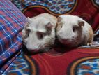 Crusted pair guinea pig