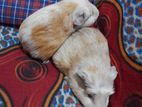 Crusted Pair Guinea Pigs