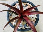 Cryptbergia 'Red Burst' Plant