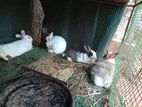 Rabbits