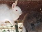 Rabbits
