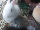 Rabbits