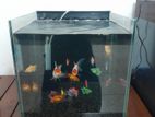 Cube Fish Tank Full set