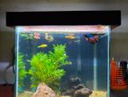 Cube Fish Tank Set