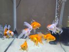 Cube Fish Tank with Accessories