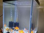 Cube Fish Tank with Accessories