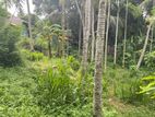 Cultivate land with House For Rent in Athurugiriya