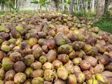 Coconut Land for Sale Kuliyapitiya