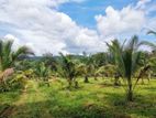 Cultivated Land for Sale at Ingiriya