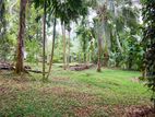 Cultivated Land for Sale in Kosgama