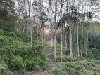 Cultivated (rubber, Tea, Cinnamon) Land for Sale - Mathugama
