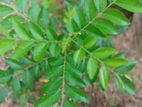 Curry Leaves Plant