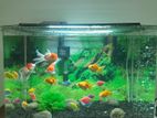 Curved Fish Tank Set