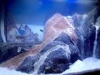 ​"Curved Glass Full Set Fish Tank with Stand (2.5 Feet)"