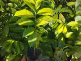 Custard Apple Plant { Medium}