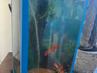 Custom Made Curve Glass Fish Tank