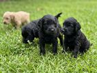 Cocker Spaniel Puppies