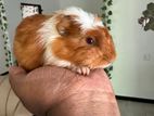 Guinea Pigs