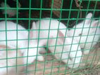 Cute with Healthy Rabbits