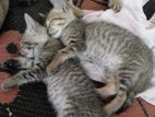 Cute Baby Cats for Kind Home