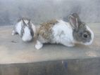 Baby Rabbits