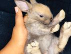 Rabbits