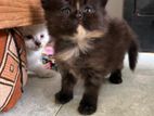Persian Kittens