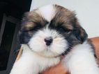 Puppies