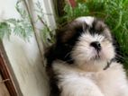 Shih Tzu Puppy