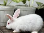 Bunnies (Rabbits)
