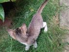 Cat for Kind Home