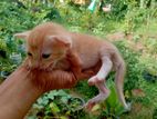 Cats for Kind Home