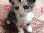 Calico Kittens