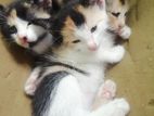 Calico Kittens