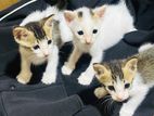 Kitten for Kind Home