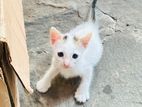 Kitten for Kind Home