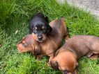 Dachshund Puppies