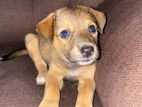 Female Puppy for A Kind Home