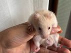 Hamster