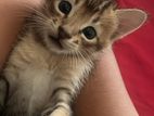 Cute Kitten for Kind Home