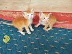 Cute Kittens (Female) - පූස් පැටවුන්