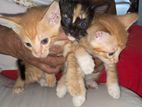 Cute Kittens for A Kind Home