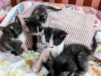 Cute Kittens For A Very Kind Home