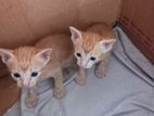 Cute Kittens for A Kind Home